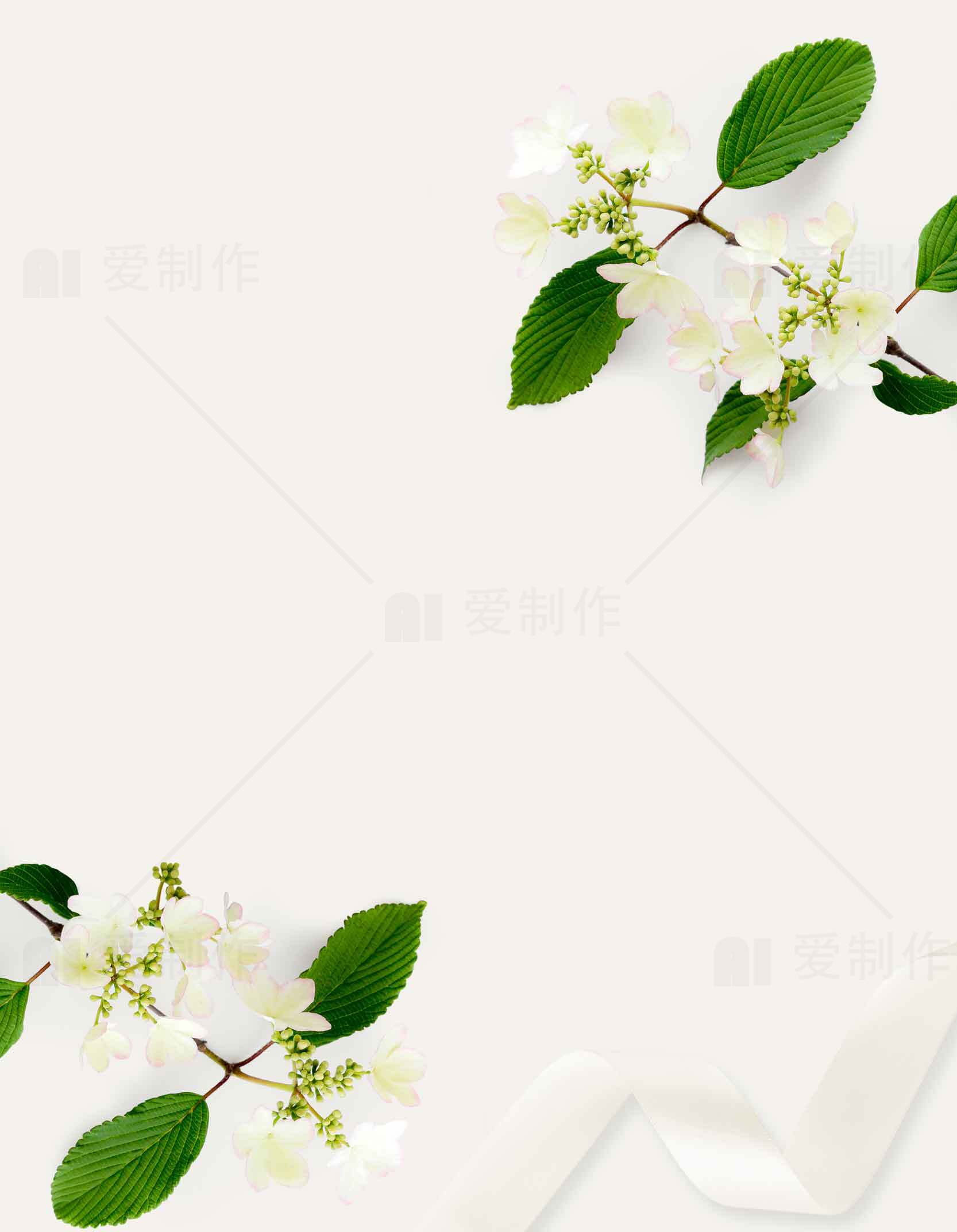 简约白色背景与绿叶白花装饰图片素材