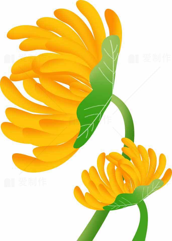 黄色菊花插画设计图片素材