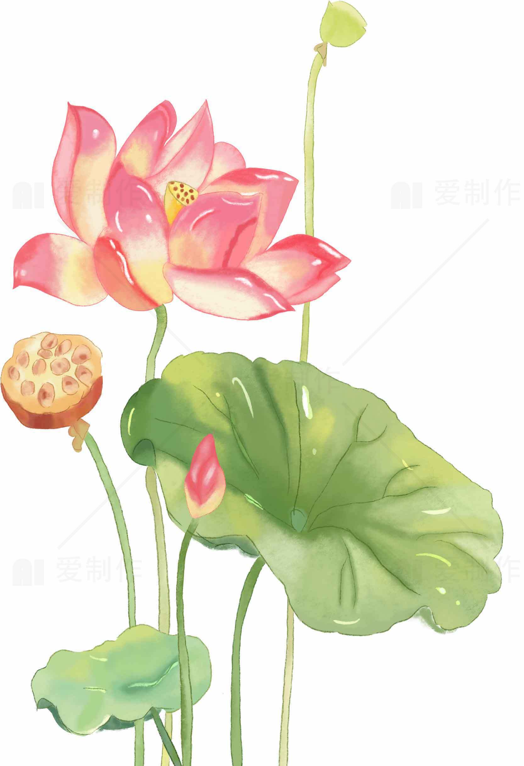 唯美手绘荷花图片素材