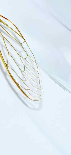 精致昆虫翅膀特写：自然与艺术的完美结合