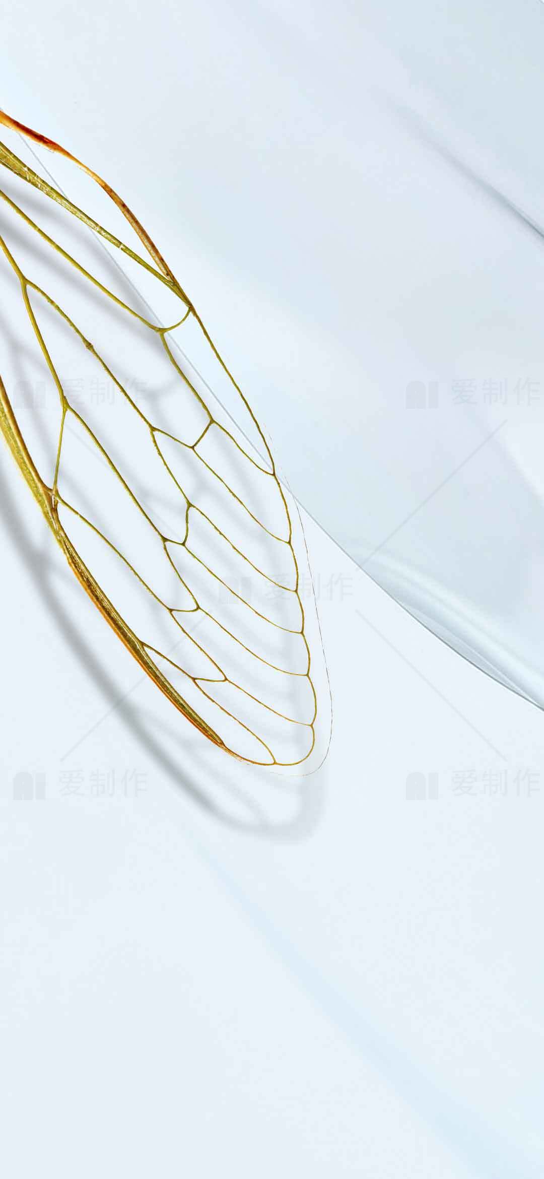 精致昆虫翅膀特写：自然与艺术的完美结合素材