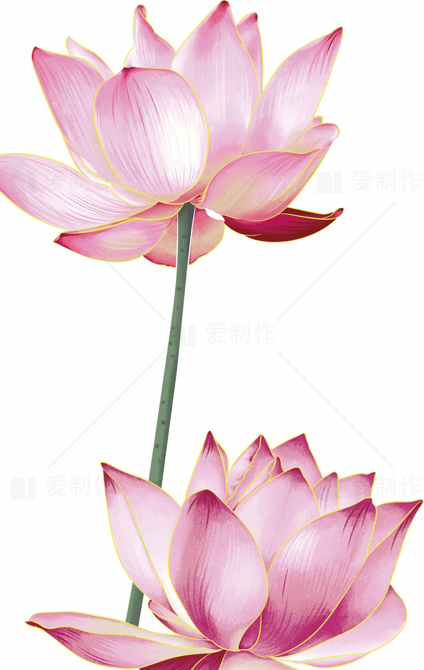 粉色荷花插画图片下载与设计灵感素材