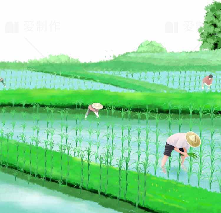 田间劳作的水稻田风景插画素材