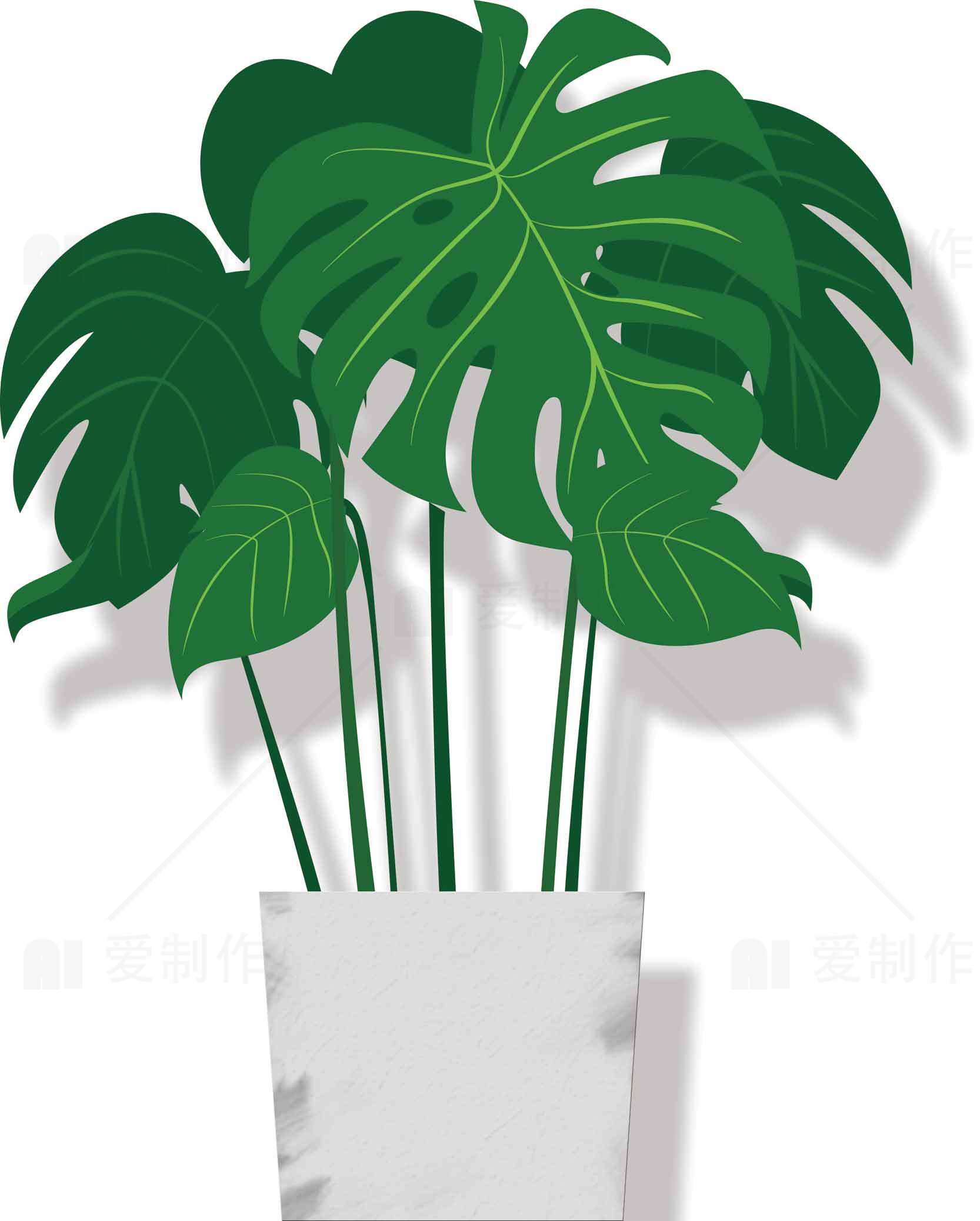 室内绿植装饰：龟背竹盆栽图片素材