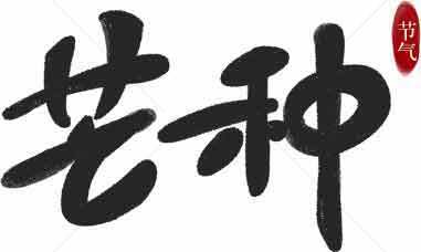 芒种节气黑色书法艺术字体图片素材