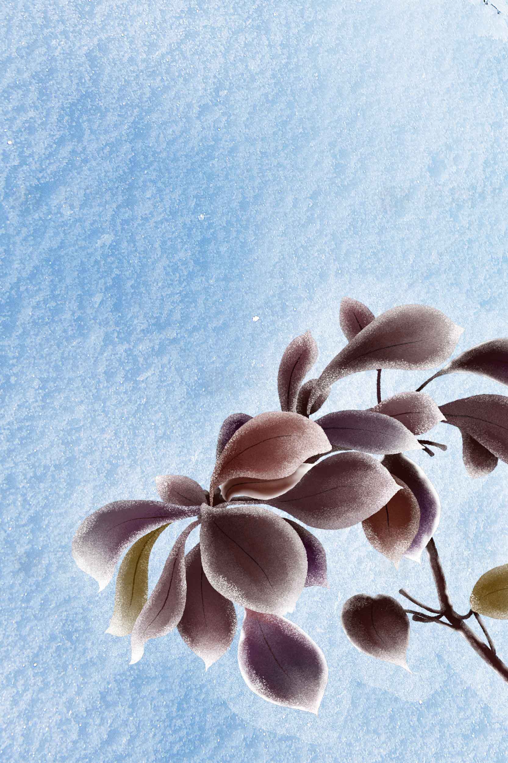 唯美蓝色背景下的紫色花卉摄影图片素材