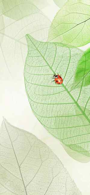 清新绿叶上的瓢虫自然壁纸