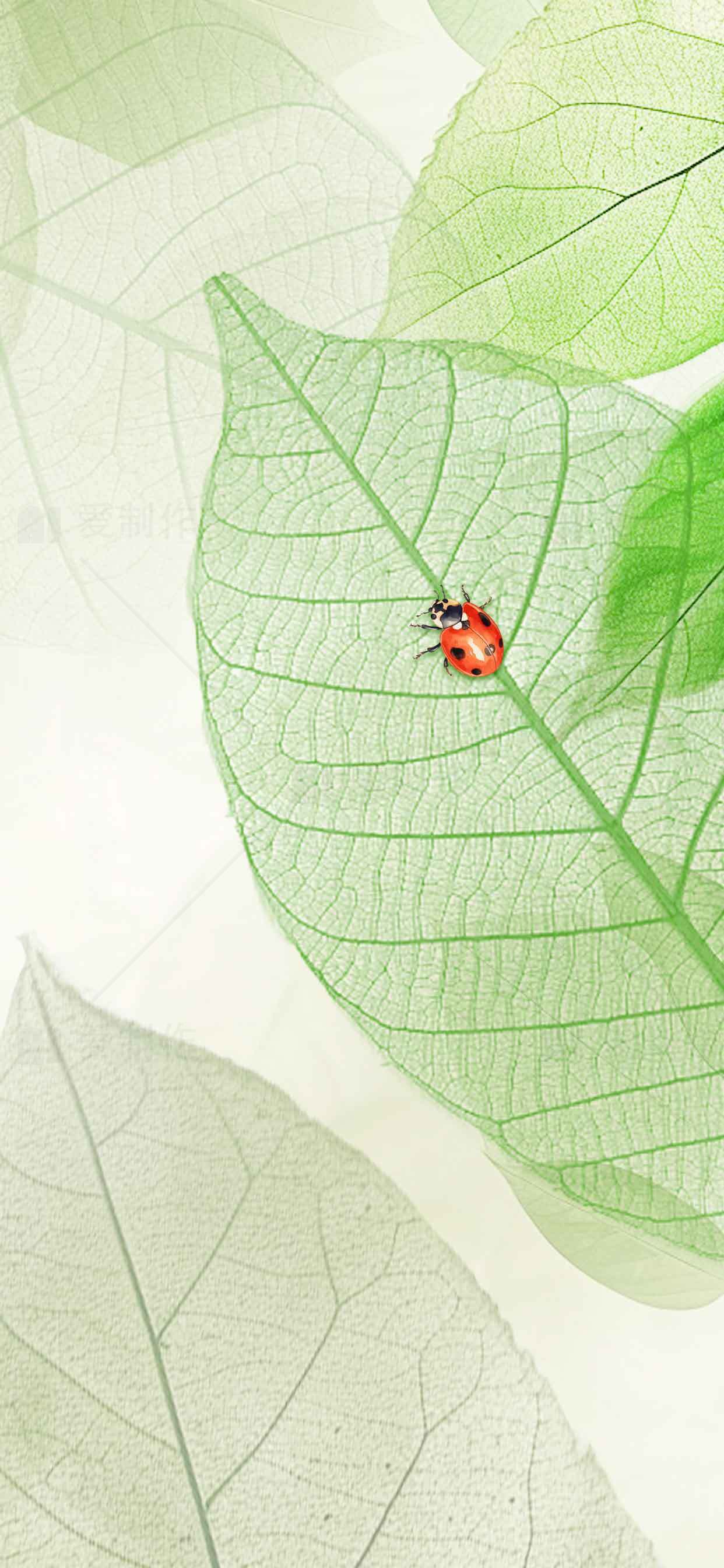清新绿叶上的瓢虫自然壁纸素材