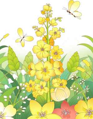 春日田野油菜花插画图片