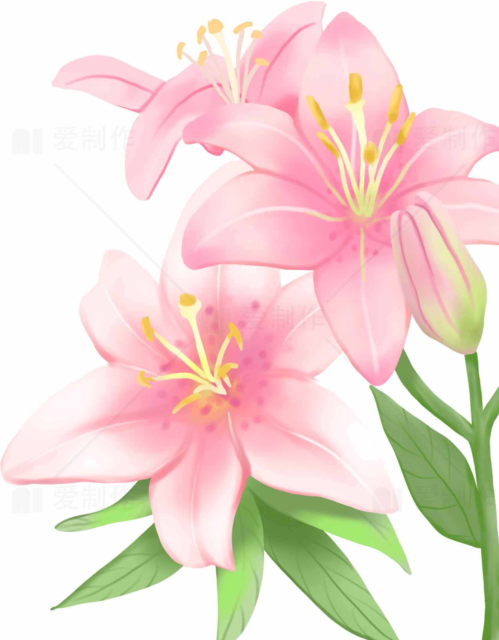 粉色百合花插画图片 - 清新自然风格设计素材
