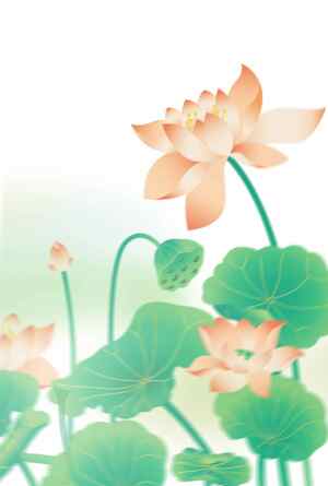清新荷花插画背景图片