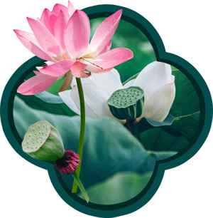 荷花与莲蓬的唯美自然画面