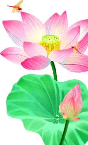 唯美荷花插画图片欣赏