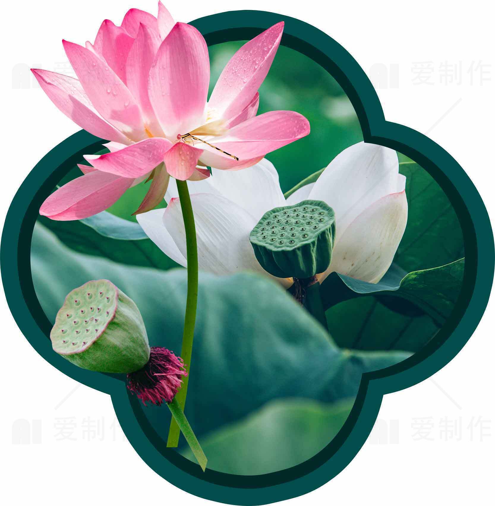 荷花与莲蓬的唯美自然画面素材