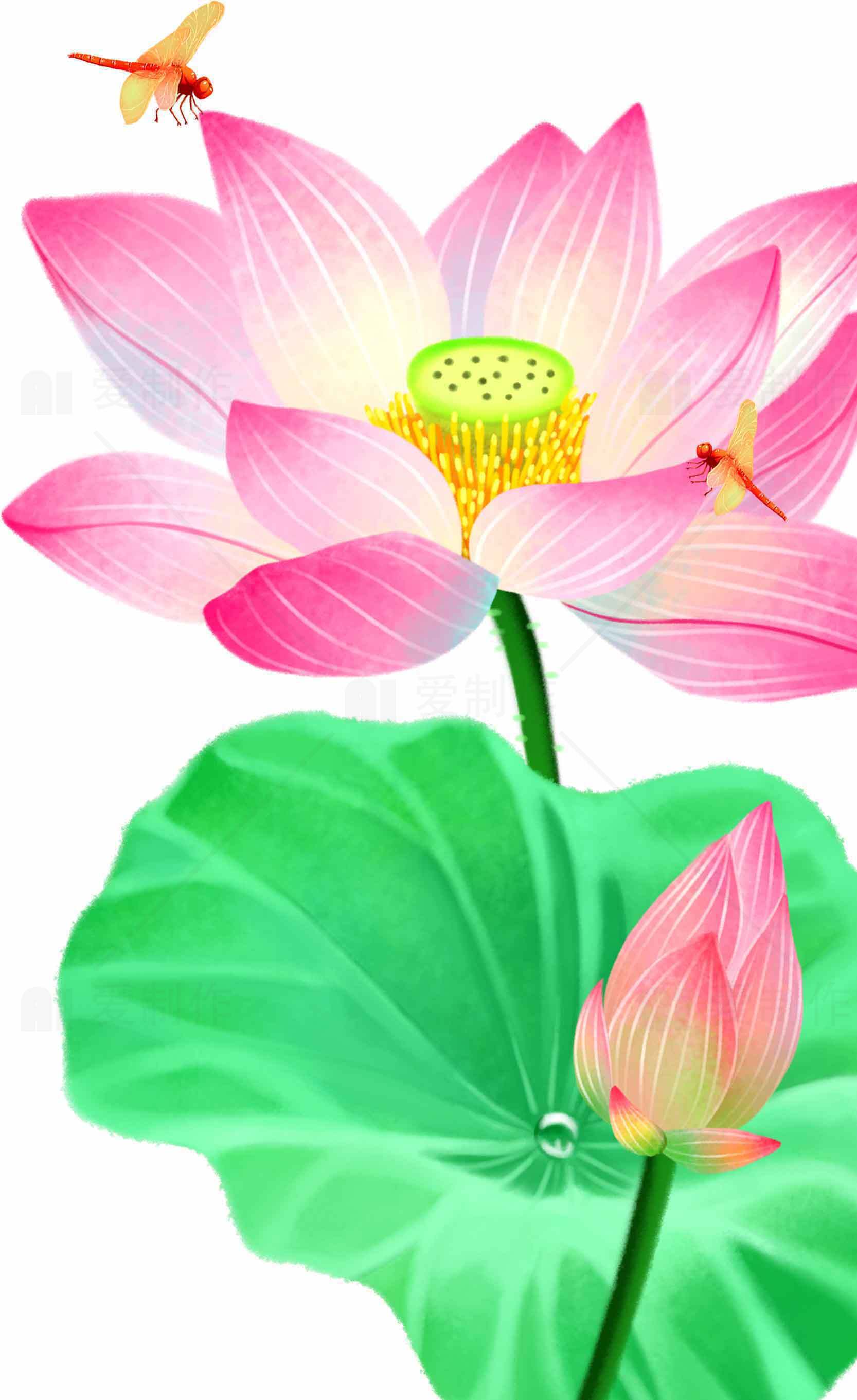 唯美荷花插画图片欣赏素材